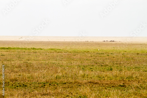 Serengeti National Park, Tanzanian national park in the Serengeti ecosystem in the Mara and Simiyu regions