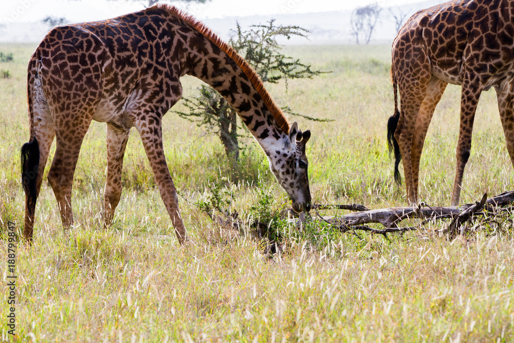 Naklejka premium The giraffe (Giraffa), genus of African even-toed ungulate mammals, the tallest living terrestrial animals and the largest ruminants, part the Big Five game animals in Serengeti, Tanzania