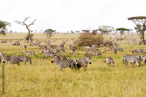 Zebra species of African equids  horse family  united by their distinctive black and white striped coats in different patterns  unique to each individual in Serengeti  Tanzania