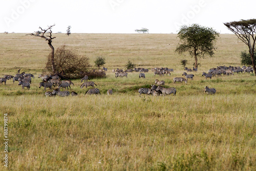 Zebra species of African equids (horse family) united by their distinctive black and white striped coats in different patterns, unique to each individual in Serengeti, Tanzania © anca enache