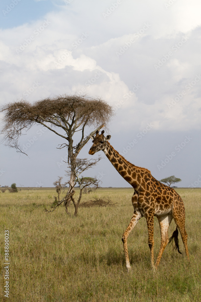 Fototapeta premium The giraffe (Giraffa), genus of African even-toed ungulate mammals, the tallest living terrestrial animals and the largest ruminants, part the Big Five game animals in Serengeti, Tanzania