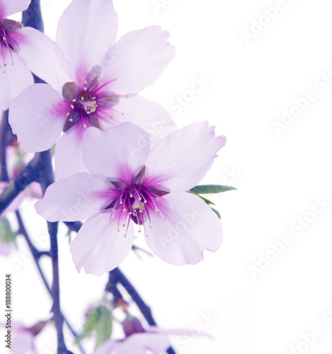 Fototapeta Naklejka Na Ścianę i Meble -  rama de flor de almendro aislada