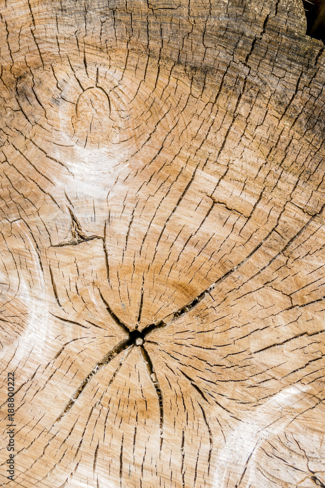 Naklejka premium annual rings on a tree trunk