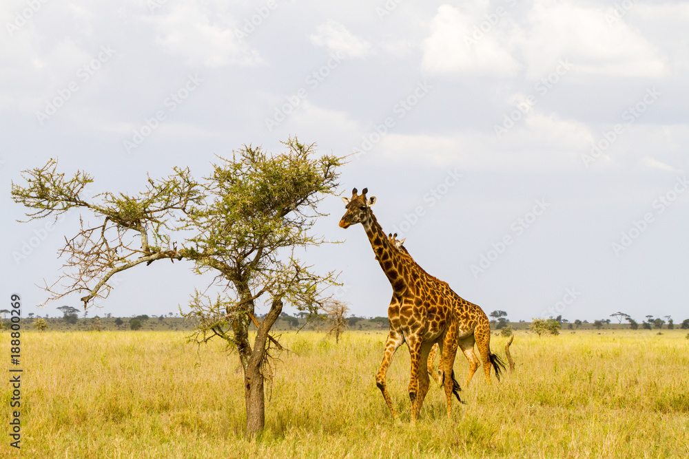 Fototapeta premium The giraffe (Giraffa), genus of African even-toed ungulate mammals, the tallest living terrestrial animals and the largest ruminants, part the Big Five game animals in Serengeti, Tanzania