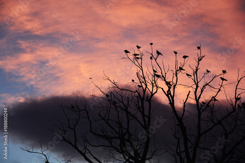 sunset  tree  sky  sun  nature  silhouette  sunrise  landscape  grass  clouds  trees  evening  field  morning  winter  forest  orange  plant  branches  summer  autumn  branch