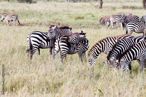 Zebra species of African equids  horse family  united by their distinctive black and white striped coats in different patterns  unique to each individual in Serengeti  Tanzania