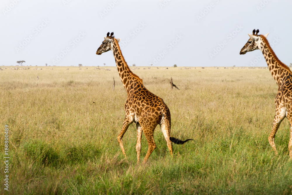 Obraz premium The giraffe (Giraffa), genus of African even-toed ungulate mammals, the tallest living terrestrial animals and the largest ruminants, part the Big Five game animals in Serengeti, Tanzania