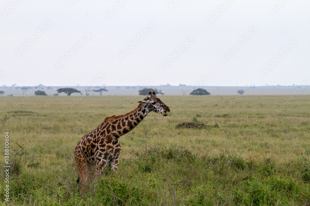 Obraz premium The giraffe (Giraffa), genus of African even-toed ungulate mammals, the tallest living terrestrial animals and the largest ruminants, part the Big Five game animals in Serengeti, Tanzania