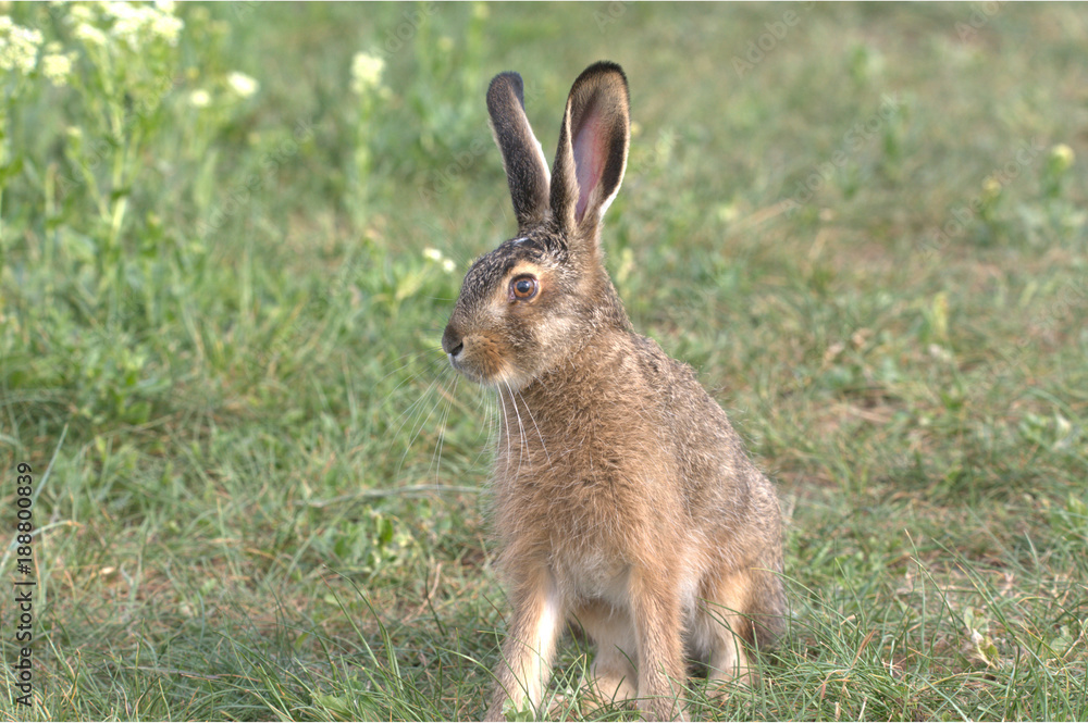 Fototapeta premium Feldhase im Gras