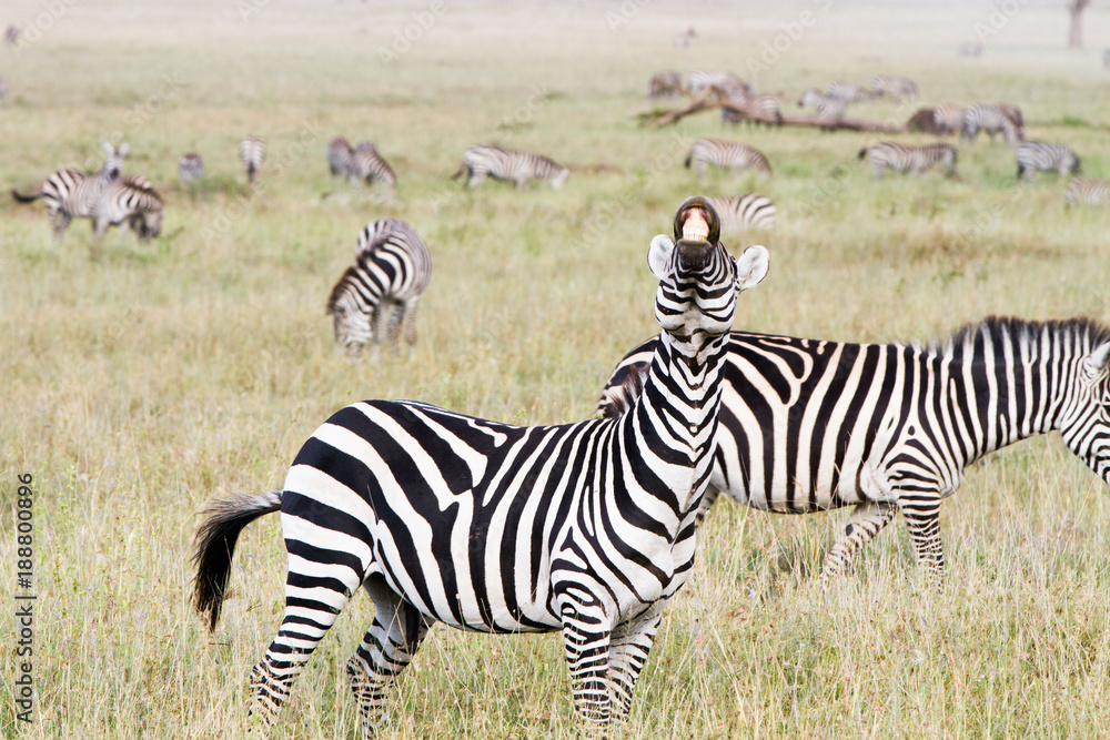 Zebra species of African equids (horse family) united by their distinctive black and white striped coats in different patterns, unique to each individual in Serengeti, Tanzania Zebra species of African equids (horse family) united by their distinctive black and white striped coats in different patterns, unique to each individual in Serengeti, Tanzania