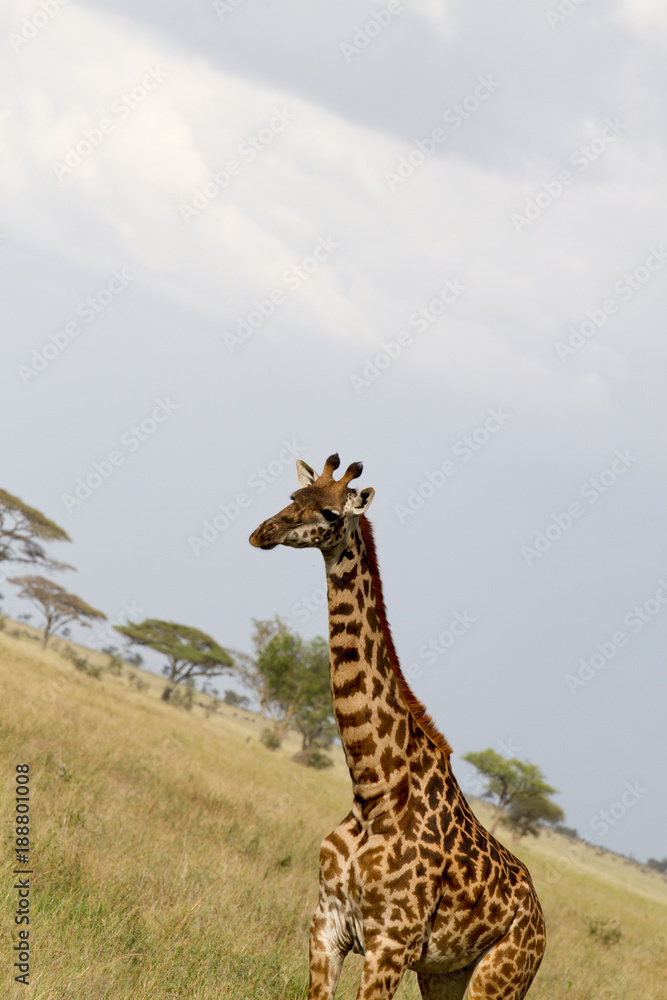 Obraz premium The giraffe (Giraffa), genus of African even-toed ungulate mammals, the tallest living terrestrial animals and the largest ruminants, part the Big Five game animals in Serengeti, Tanzania