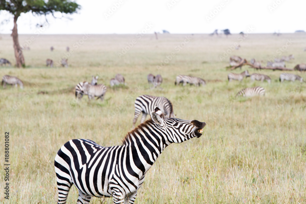 Fototapeta premium Zebra species of African equids (horse family) united by their distinctive black and white striped coats in different patterns, unique to each individual in Serengeti, Tanzania