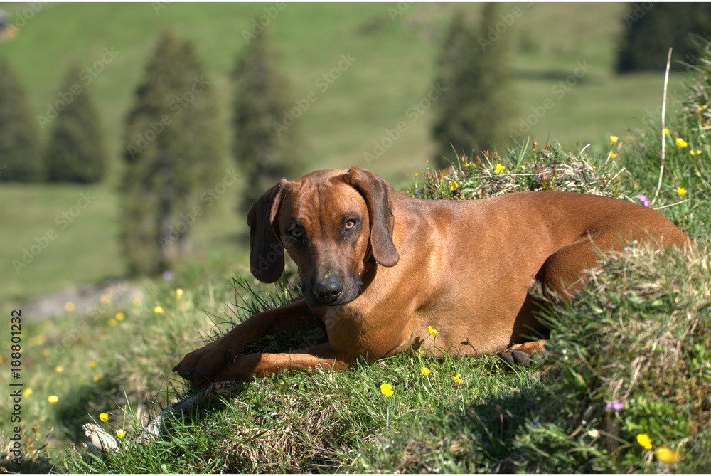 Bayerischer Gebirgsschweisshund