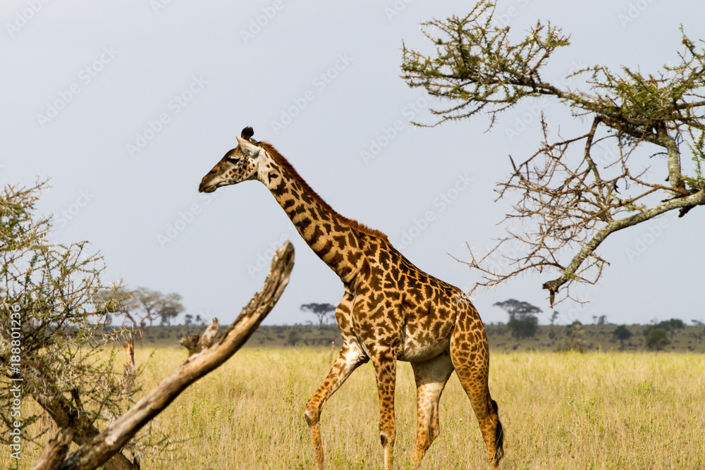 Obraz premium The giraffe (Giraffa), genus of African even-toed ungulate mammals, the tallest living terrestrial animals and the largest ruminants, part the Big Five game animals in Serengeti, Tanzania
