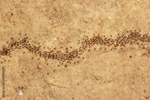 Ants are moving in line.