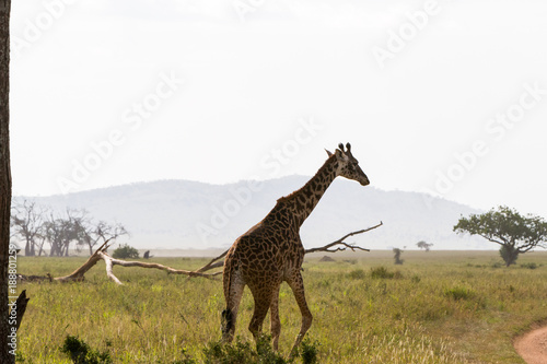 The giraffe  Giraffa   genus of African even-toed ungulate mammals  the tallest living terrestrial animals and the largest ruminants  part the Big Five game animals in Serengeti  Tanzania