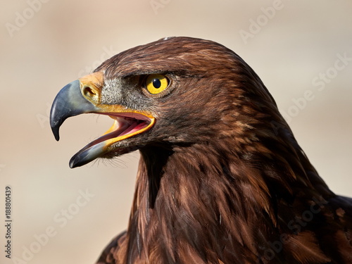 Golden Eagle  Aquila chrysaetos  portrait