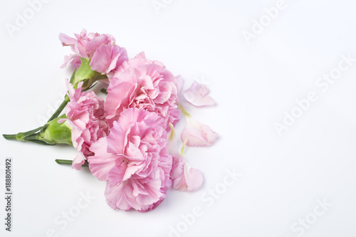 carnations flower for Mother's day