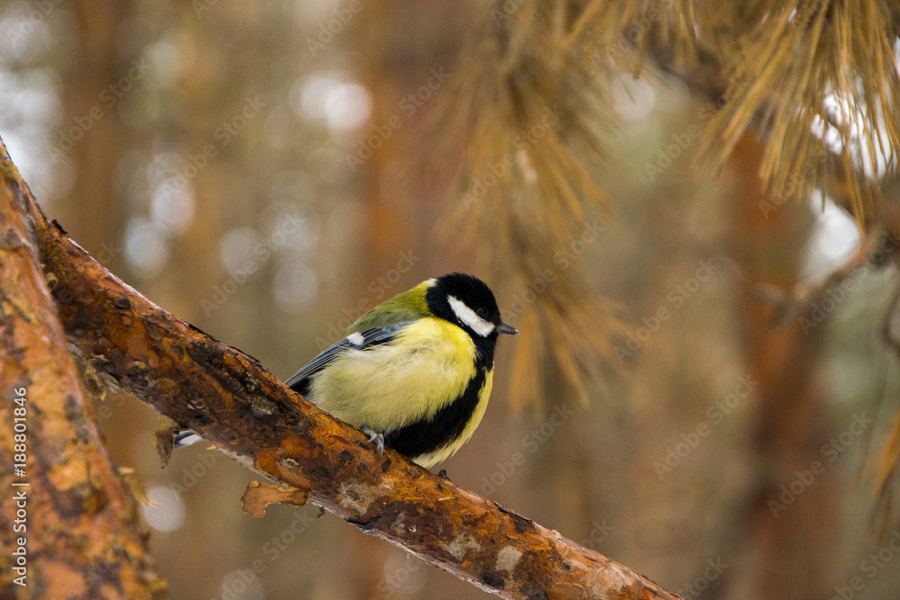 Fototapeta premium Tit in the woods