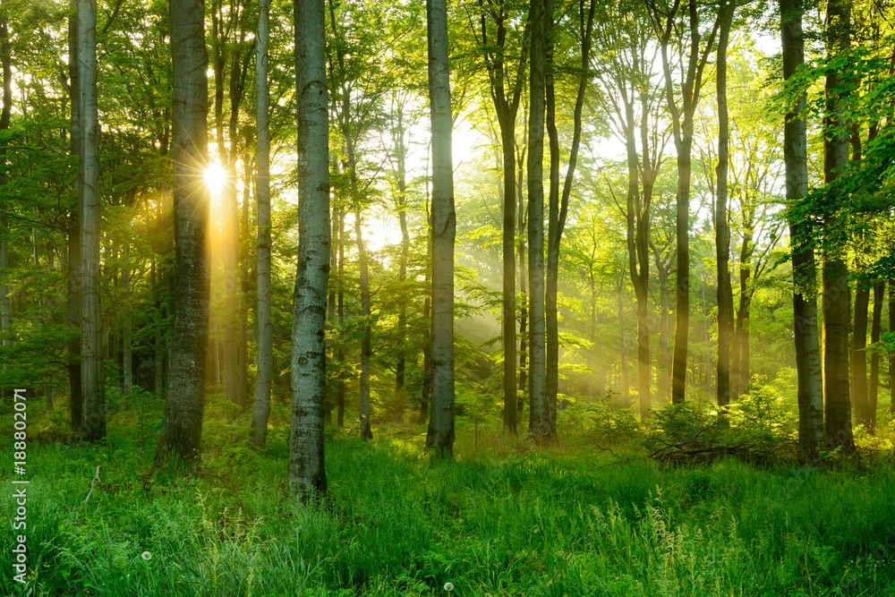 Fototapeta premium Naturalny Las Drzew Bukowych oświetlony promieniami słońca przez mgłę