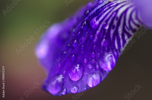 Fototapeta Naklejka Na Ścianę i Meble -  drops, petal, flower, plant, rain, freshness, texture, background, iris