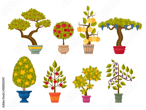 Bonsai tree set. Decorative plants in flower pots. Vector illustration.