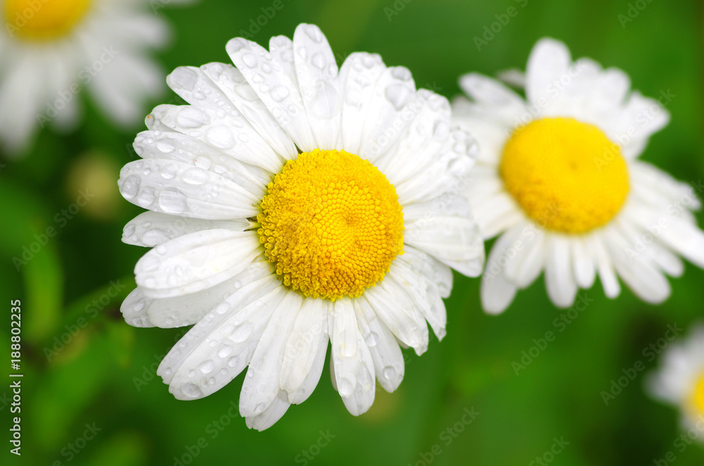 Fototapeta premium drops, rain, summer, garden, villa, plant, medicinal herbs, advertising, chamomile, flowers