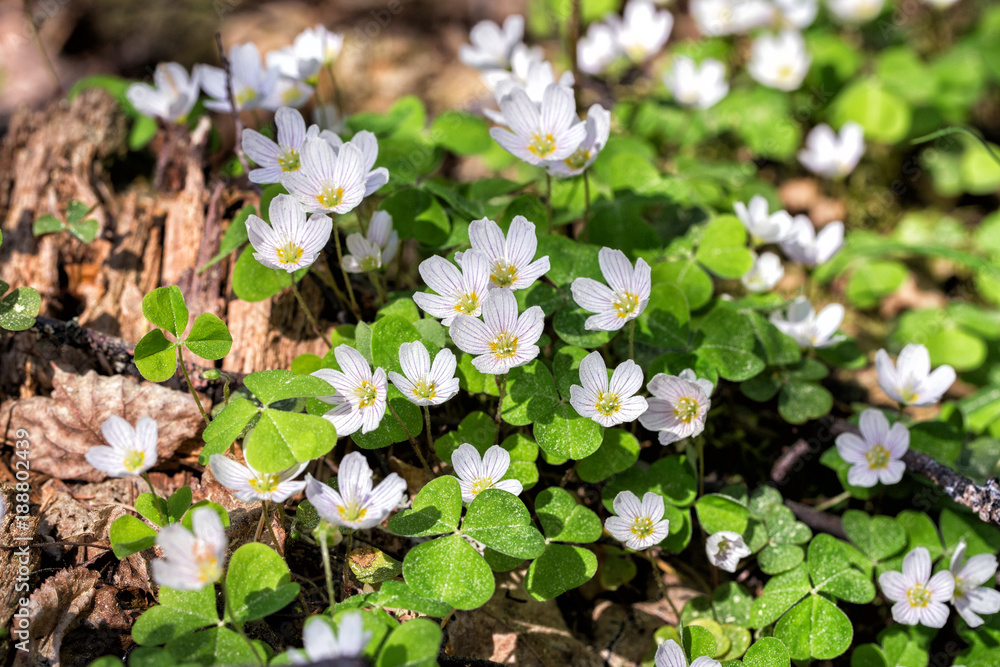 Flowers Oxalis bowiei Flowers Oxalis bowiei