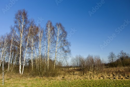 Birch copse on a background of blue sky