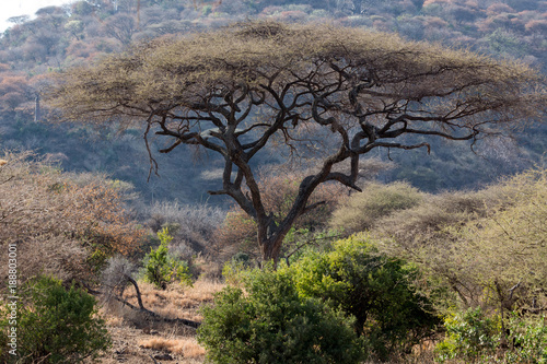 Schirmakazie in der Wildnis Afrikas