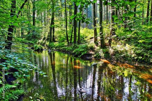 river in the green forest © jonnysek