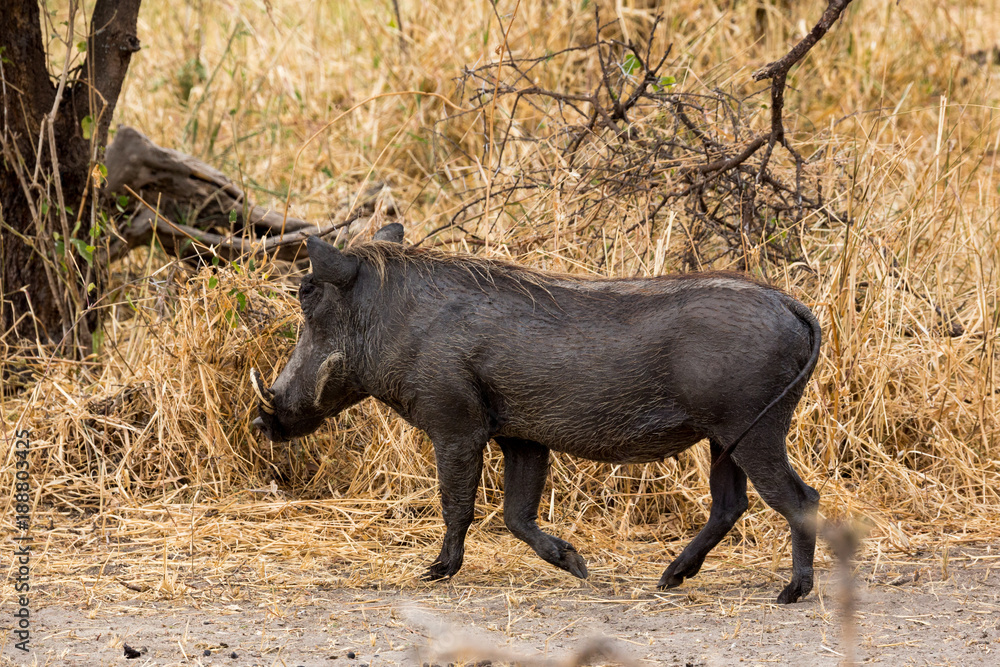 Warzenschwein (Phacochoerus africanus) Warzenschwein (Phacochoerus africanus)