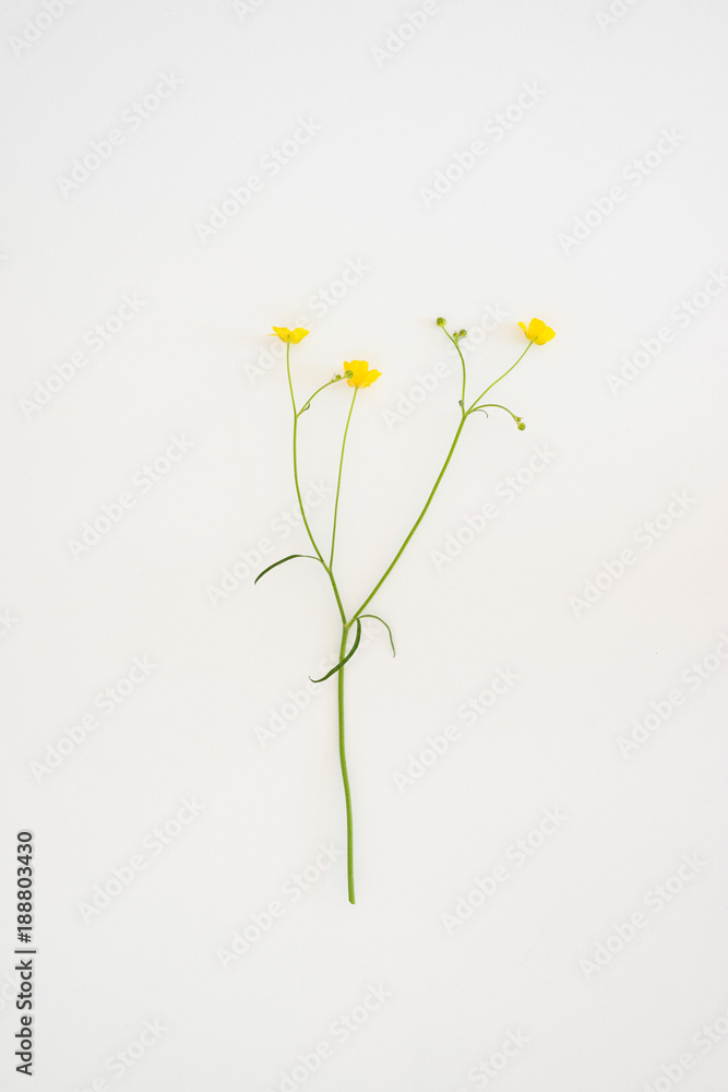 Flowers Ficaria verna on a white background 