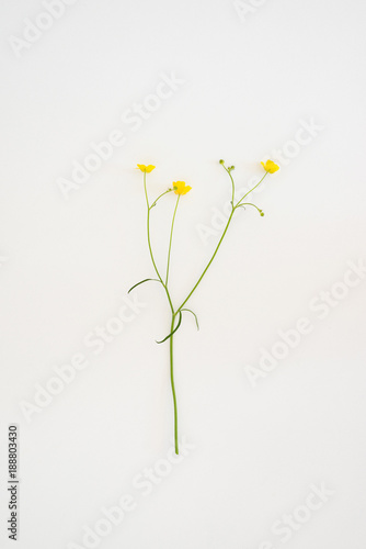 Flowers Ficaria verna on a white background 