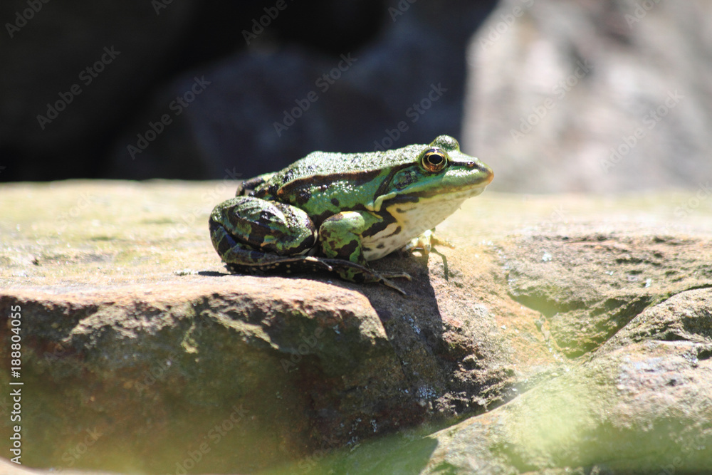 Obraz premium small green frog