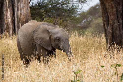 Elefant in afrikanischem Nationalpark