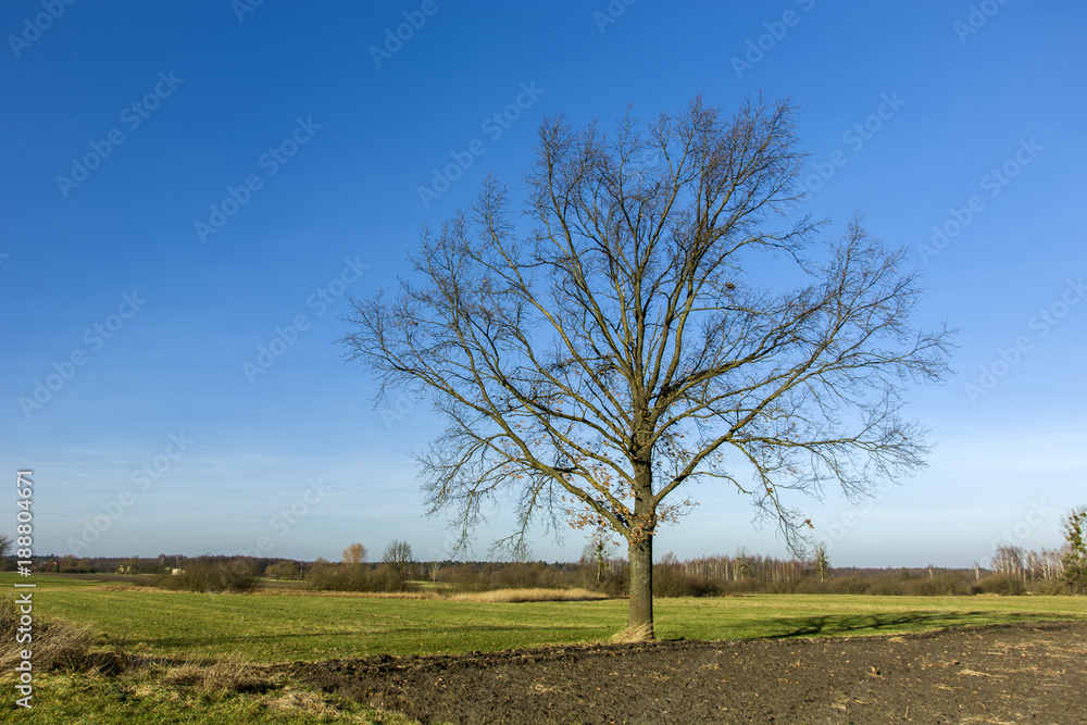 Obraz premium Large tree without leaves against the sky