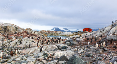 Rocky coastline overcrowded with flock of gentoo penguins and fjord with polar hut in the background, Peterman island, Antarctic peninsula
