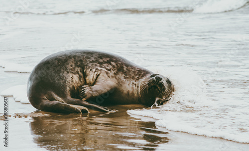 Seal funny animal relaxing on seaside in Denmark phoca vitulina ecology protection concept scandinavian wildlife.
