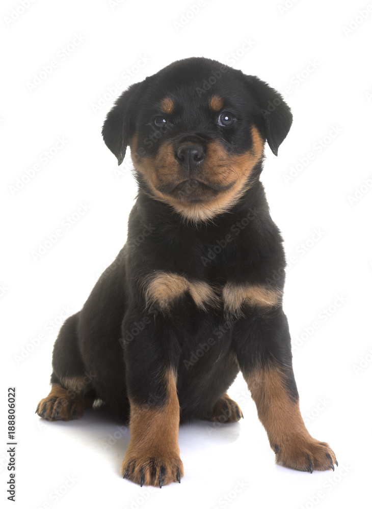 puppy rottweiler in studio