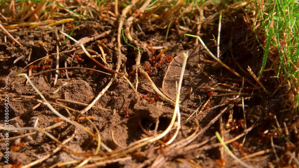 European Brown Ant Moving Eggs; Garden Ants; Scarborough, North Yorkshire, England European Brown Ant Moving Eggs; Garden Ants; Scarborough, North Yorkshire, England