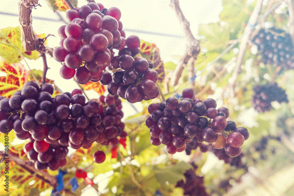 Fototapeta premium Blurred for background.Fresh red grapes vine on plant and summer sun light.