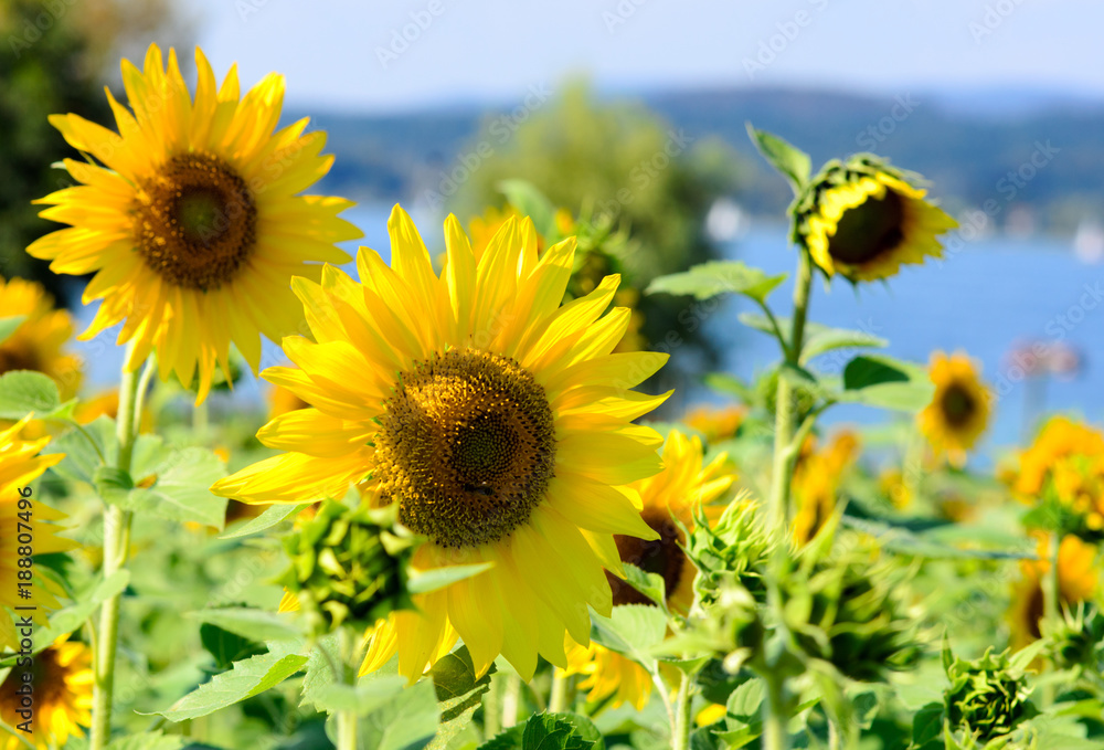 Fototapeta premium Landschaft im Sommer: Sonnenblumenfeld mit Regenbogen am Bodensee an einem warmen, schönen Sommertag :)