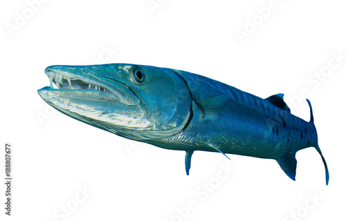 Photography Great Barracuda fish isolated on white background