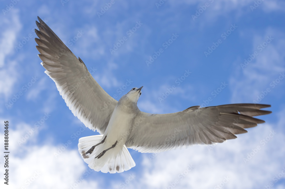 Bird of the seagull in the sky