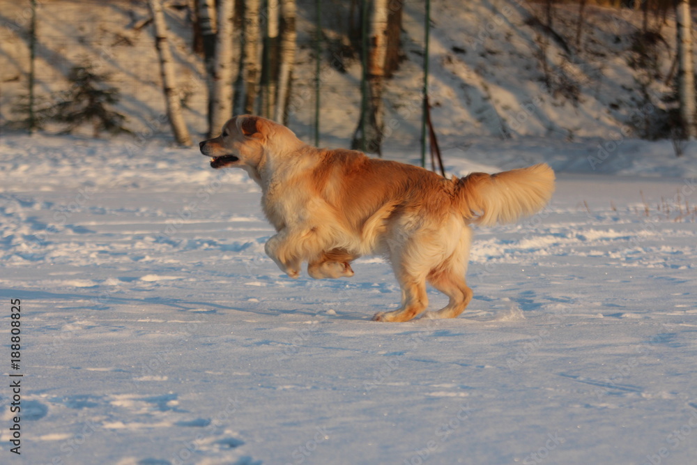 Golden Retriever is running. Winter.
Golden Retriever is running. Winter.
