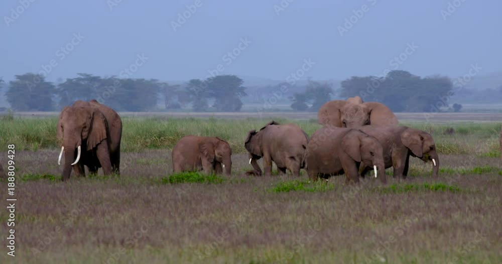 Herd Of African Elephants Grazing; Amboseli Day 2; Amboseli, Kenya, Africa Herd Of African Elephants Grazing; Amboseli Day 2; Amboseli, Kenya, Africa