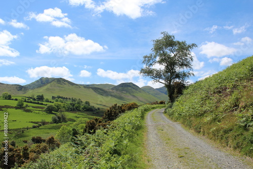 Path leading into the hills with ferns and a tree. Lake District, UK.