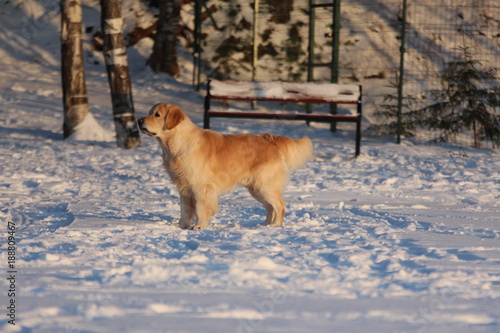 Golden Retriever  is standing. Winter.    © makarova