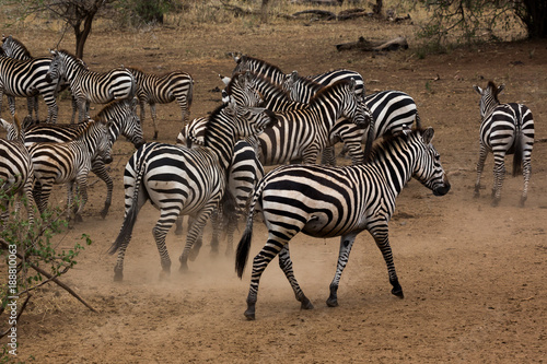 Zebraherde in der afrikanischen Steppe